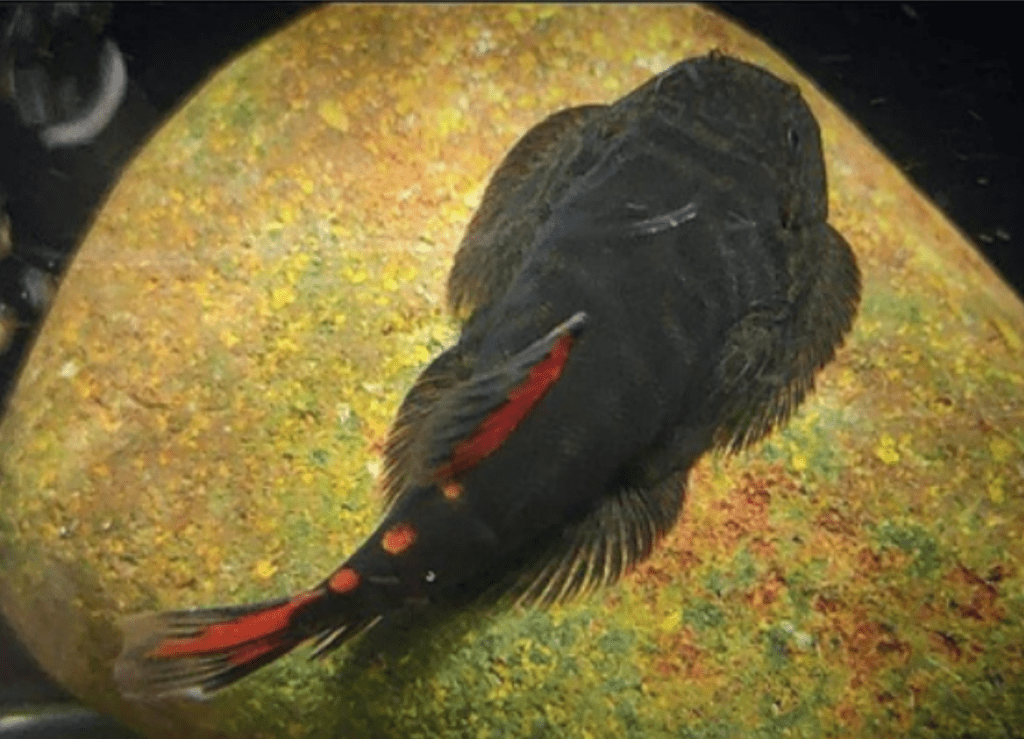 Gastromyzon sp. “Red&nbsp;lamandau”